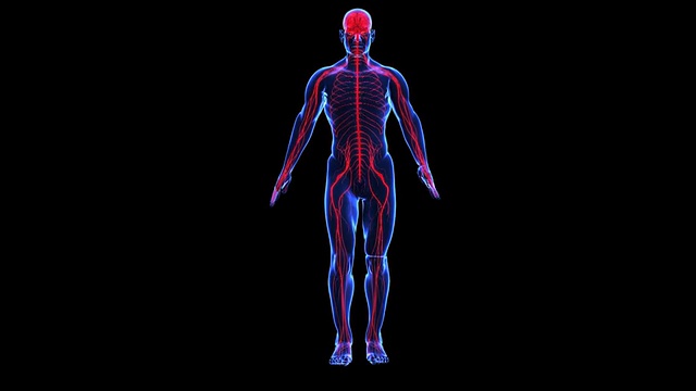 人体解剖学:皮肤和神经视频下载