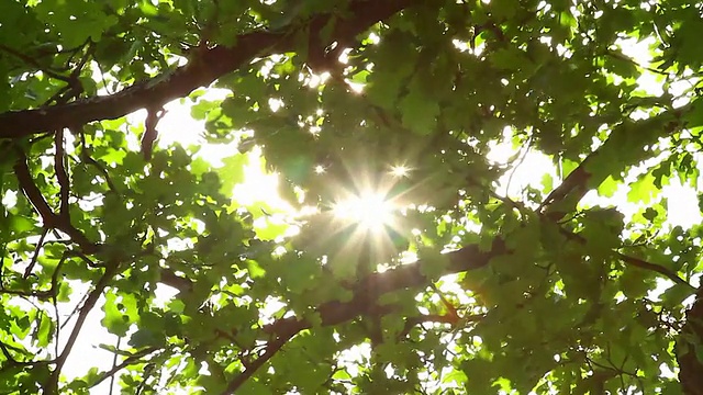 橡树叶和阳光视频素材