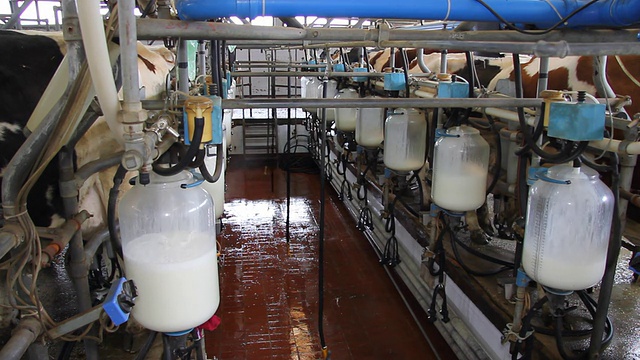 在奶牛场挤牛奶视频素材