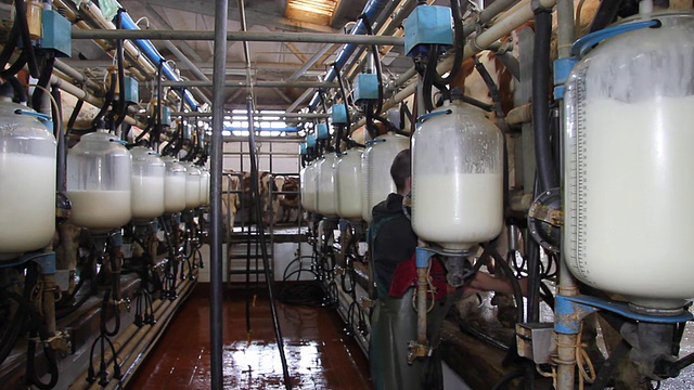 在奶牛场挤牛奶视频素材