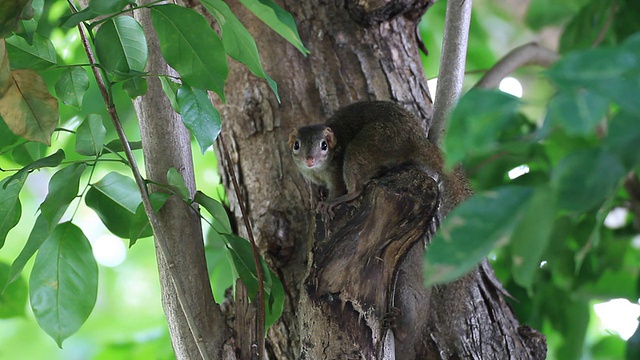灰松鼠坐在一棵树上视频素材