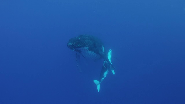 座头鲸和幼鲸视频素材
