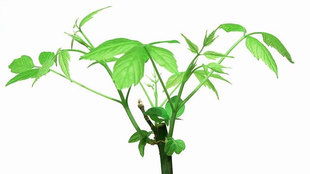 小型绿色植物生长视频下载