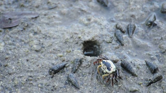 雌招潮蟹在红树林附近吃食物。视频素材