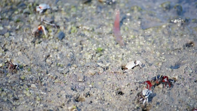 雄招潮蟹在红树林觅食。视频素材