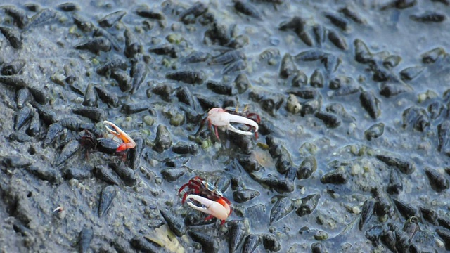 雄性招潮蟹在红树林里打架吃东西。视频素材