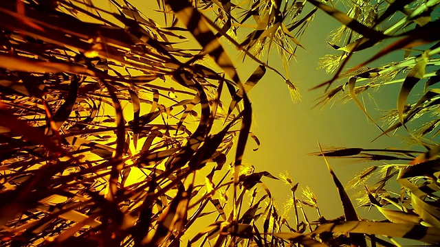 绿色夏季小麦与太阳背景高清视频下载