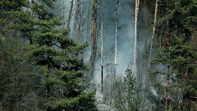 HD STOCK:近距离观察烟雾，森林中的自然灾害视频素材