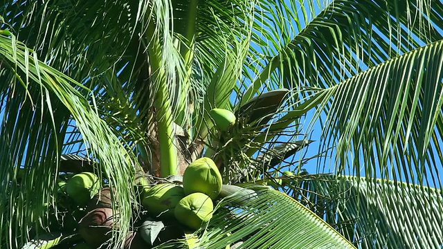椰子树。视频下载