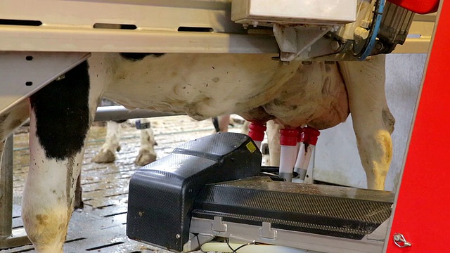奶牛挤奶机器人视频素材