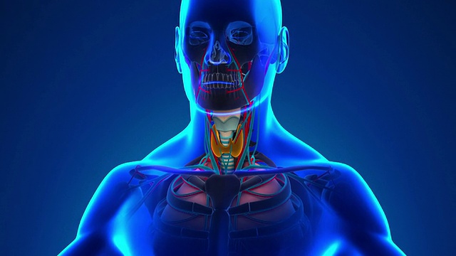 人体甲状腺解剖-医用x射线扫描视频下载