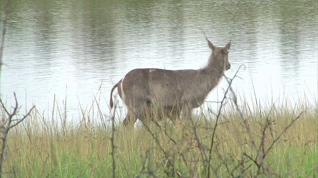 湖边的鹿视频素材