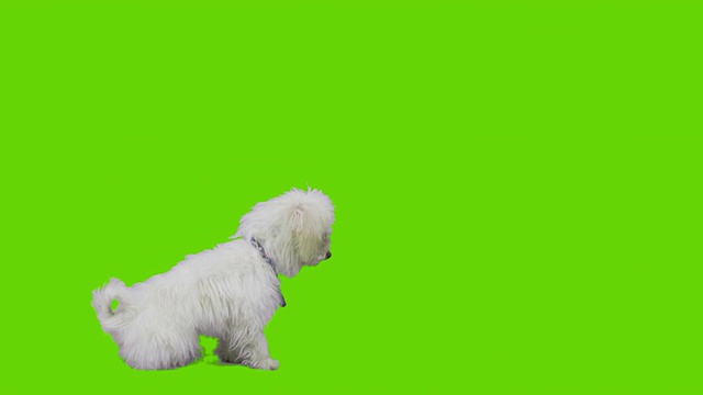 狗在绿屏上伸出爪子视频素材
