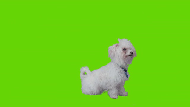 小狗坐在绿色屏幕前视频素材