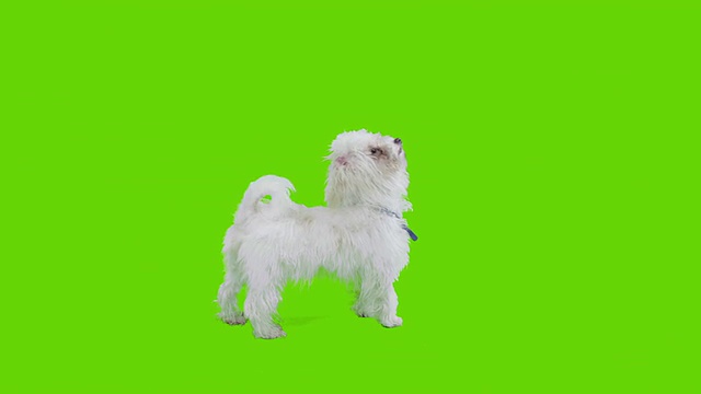 小狗在绿色屏风前视频素材