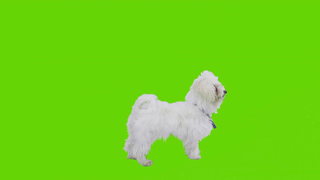 狗在绿色屏风前视频素材