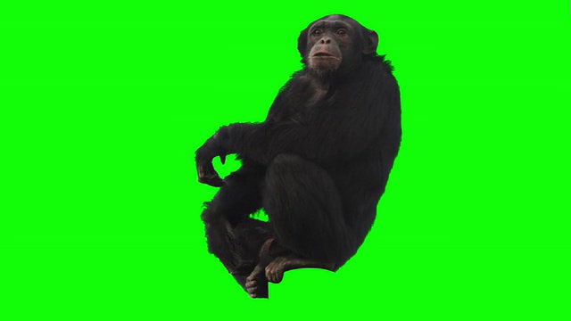 猴子绿屏视频素材