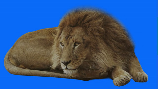 休息狮子与蓝色背景视频下载