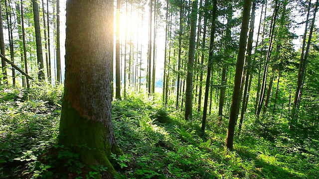 森林中生长的树木视频素材