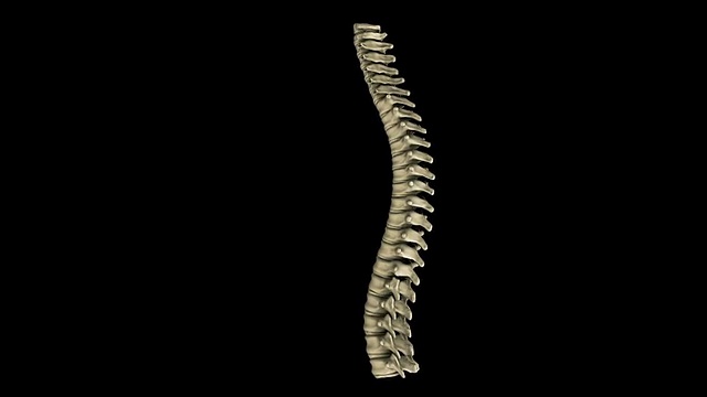 人类的脊椎视频下载