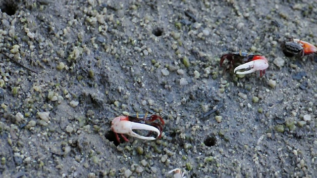 雄性招潮蟹在泰国红树林散步。视频素材