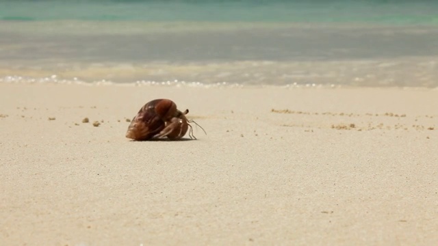 螃蟹在海滩上移动视频素材