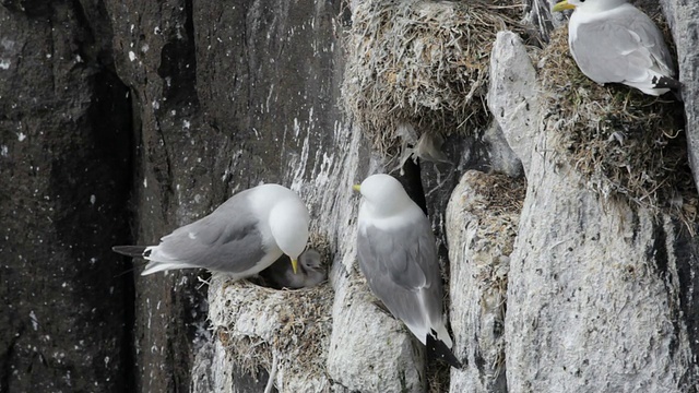 三趾鸥在苏格兰五月岛的悬崖上筑巢视频素材