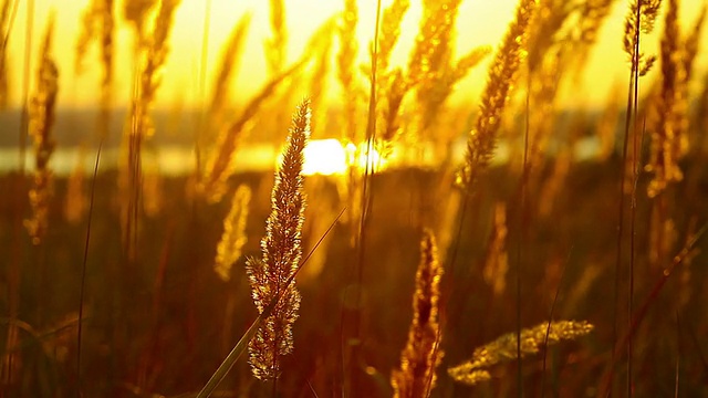 小麦在黎明视频素材