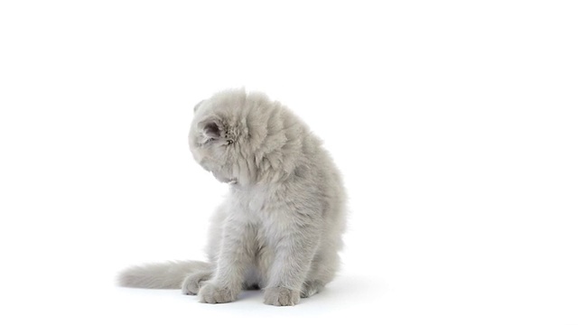 高地折叠小猫清洁自己视频素材