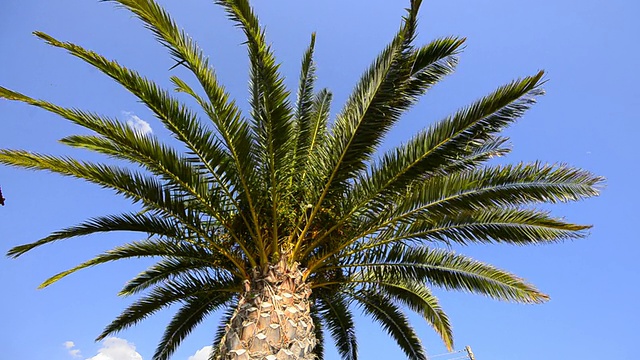 阳光下的棕榈树视频素材