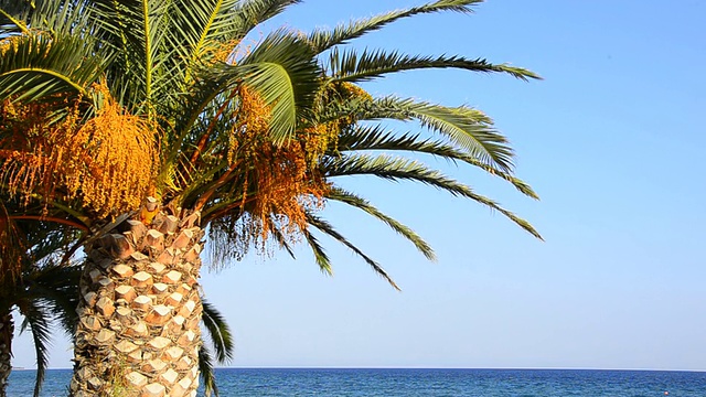 热带海滩上的棕榈树视频素材
