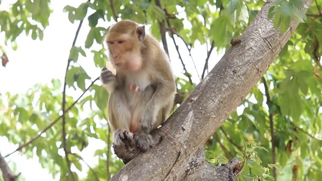 猴子吃香蕉视频素材