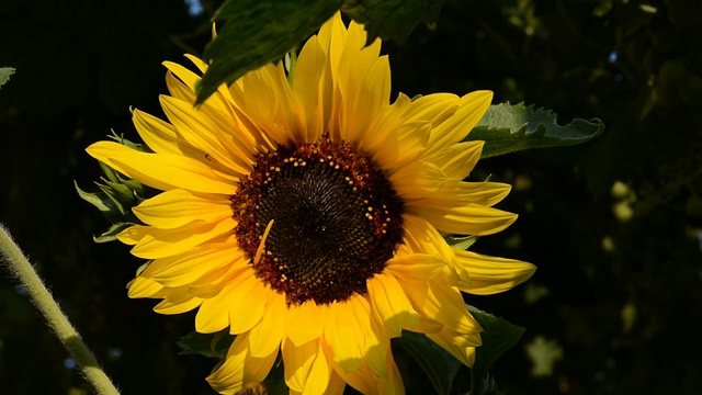 蜜蜂绕着向日葵飞视频素材