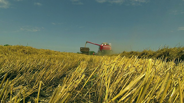 小麦收割视频素材