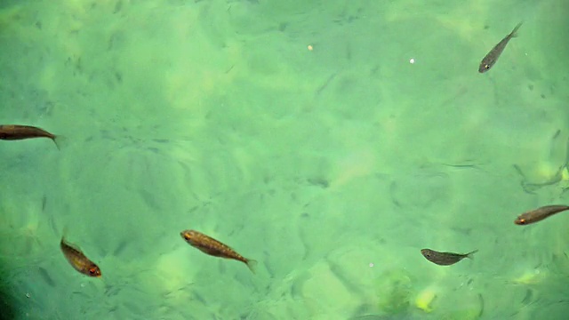 清澈的水和倒影的鱼视频素材