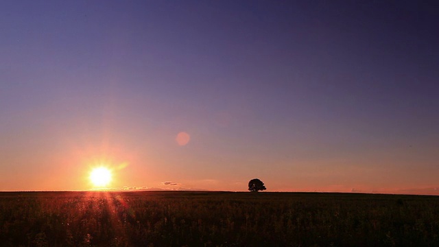 夕阳在田野与寂寞的树。间隔拍摄视频素材