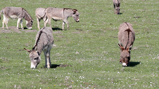 驴在牧场视频素材