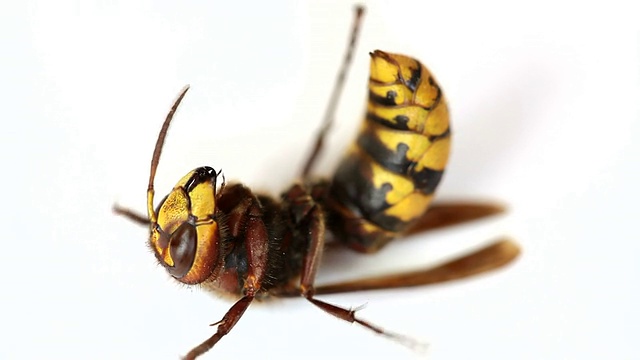 黄蜂孤立在白色背景上视频素材
