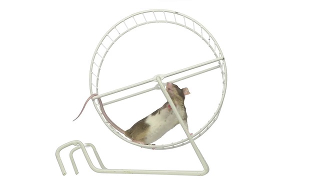 白色和棕色的老鼠在轮子上奔跑视频素材