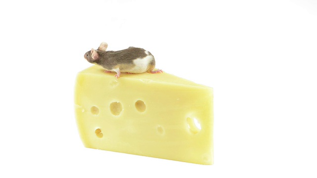老鼠在吃一片奶酪视频下载