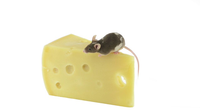 老鼠在一片奶酪上移动视频下载