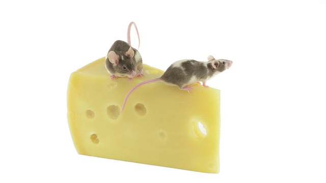 老鼠在一片奶酪上走来走去视频素材