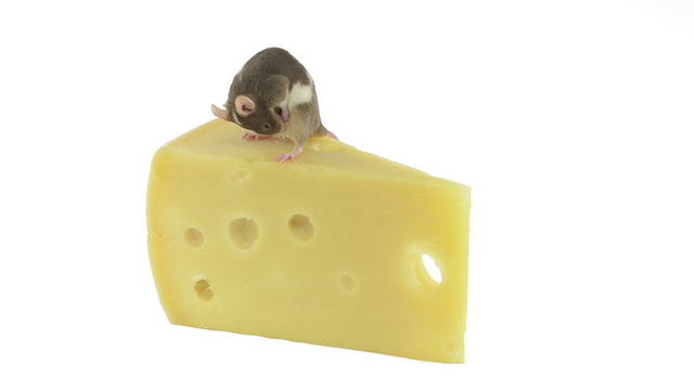 老鼠在一片奶酪上自我清洁视频下载