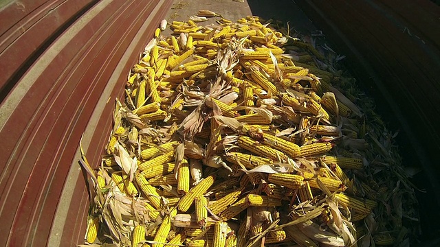 玉米产量视频素材