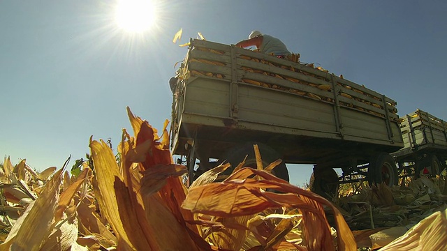 农民们收割玉米视频素材
