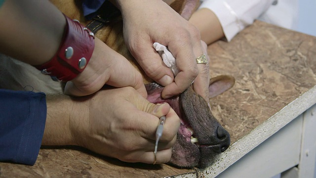 兽医为狗清洗牙齿视频素材