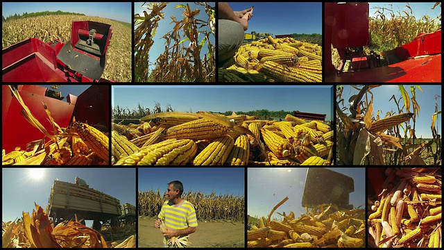 农田玉米收获视频素材