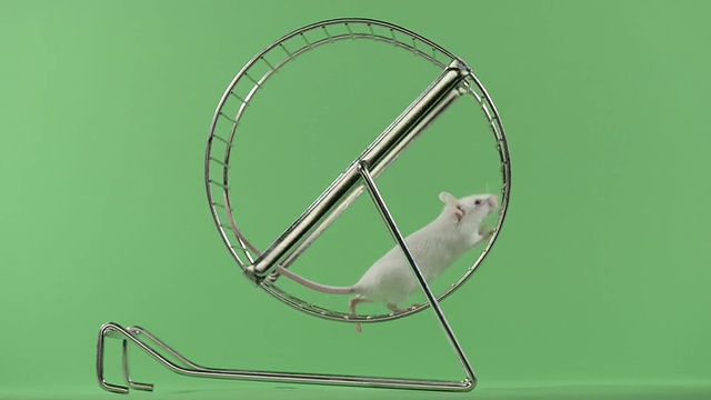 小白鼠在轮子上跑，绿色的钥匙视频素材