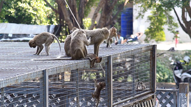 猴子的家庭。视频素材
