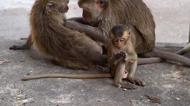 猴子的家庭。视频素材